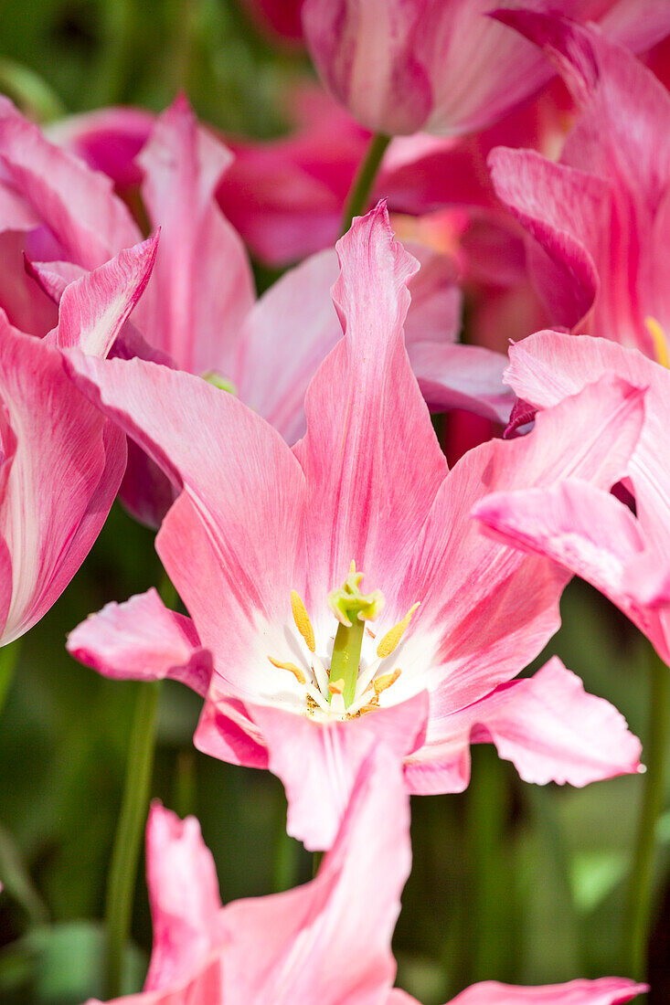 Tulipa Christina van Kooten