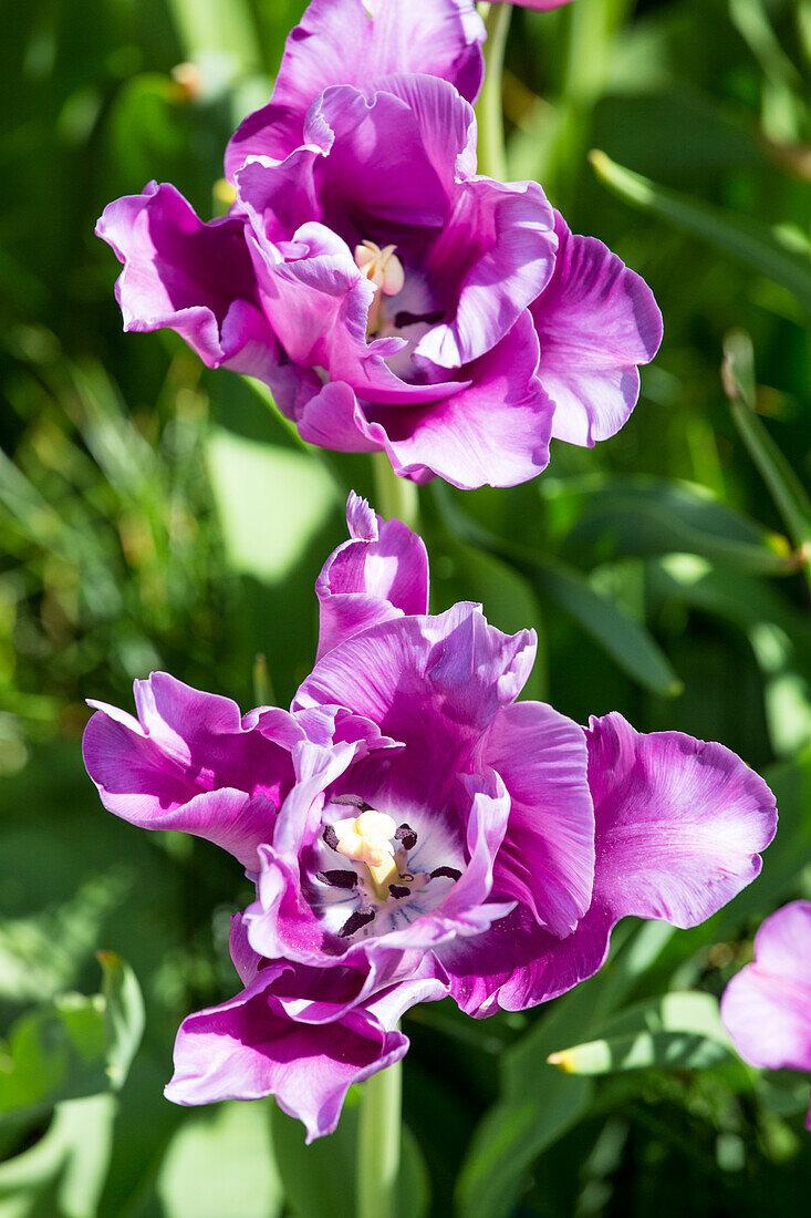 Tulipa