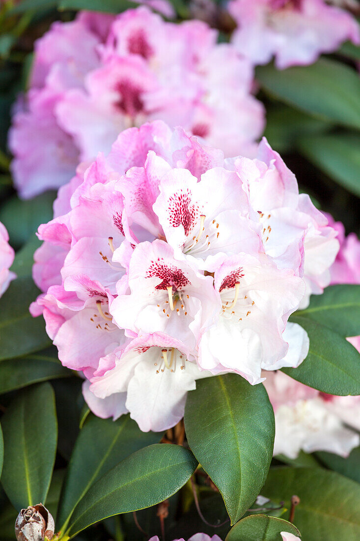 Rhododendron yakushimanum 'Nicoletta'®