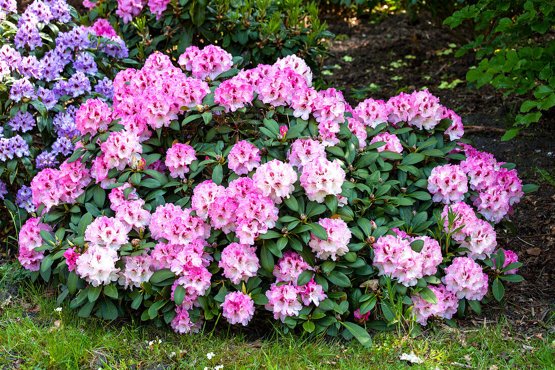 Rhododendron yakushimanum 'Nicoletta'®