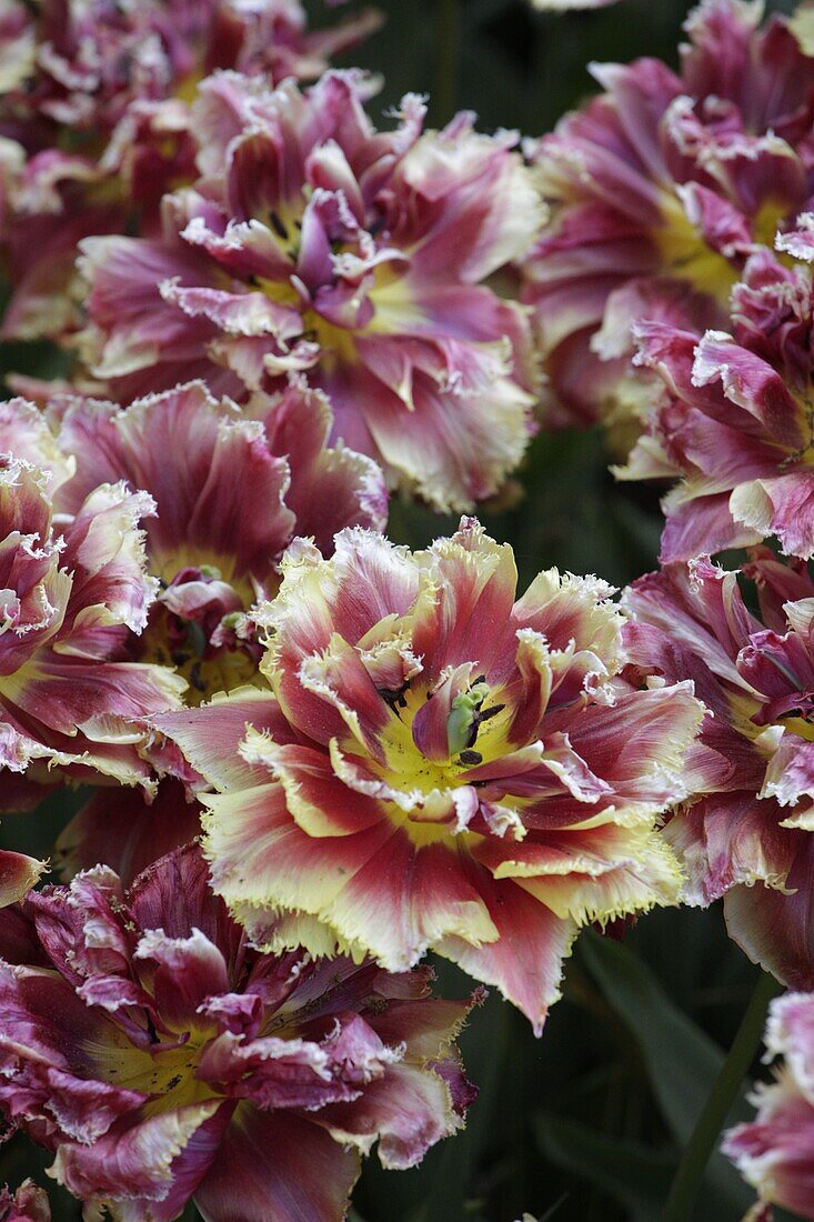 Tulipa Golden Dust