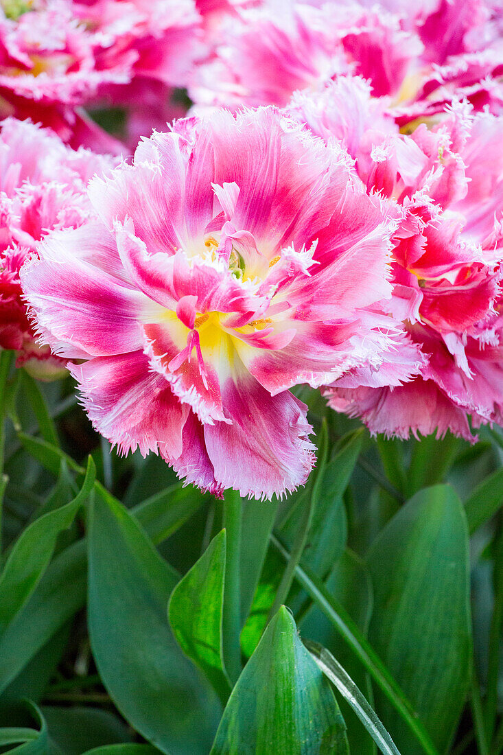 Tulipa 'Crispion Sweet'