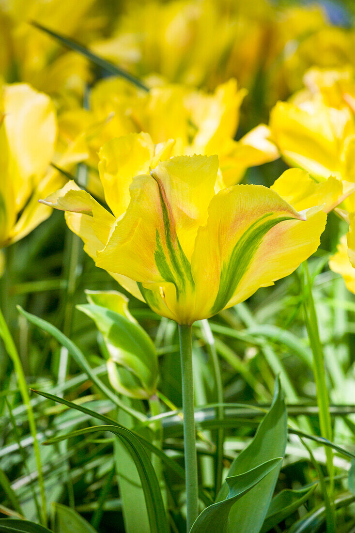 Tulipa viridiflora 'Golden Artist'