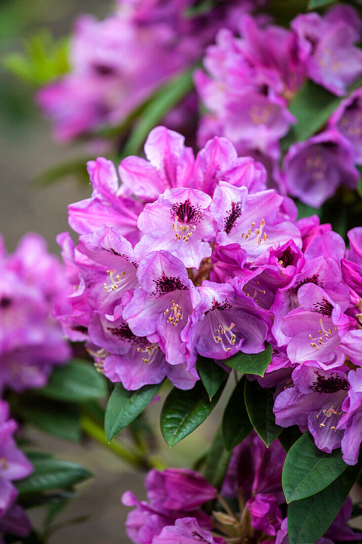 Rhododendron 'Christiane Herzog'