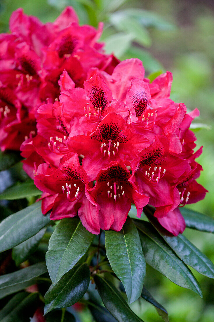 Rhododendron 'Aeschbacher´s Rubin'