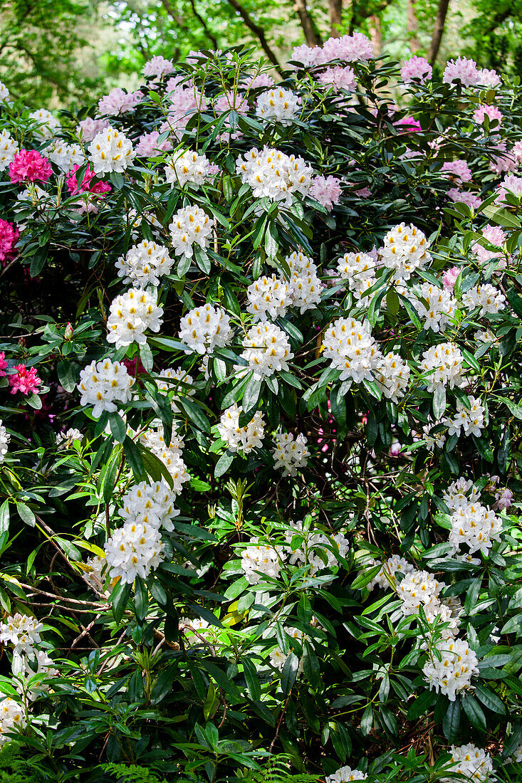 Rhododendron Naomi Stella Maris