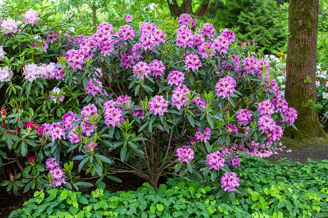 Rhododendron 'Violet Sparks