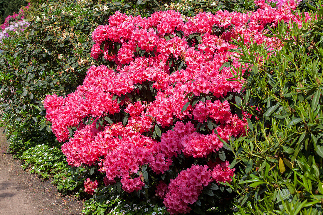 Rhododendron 'Cary Ann'