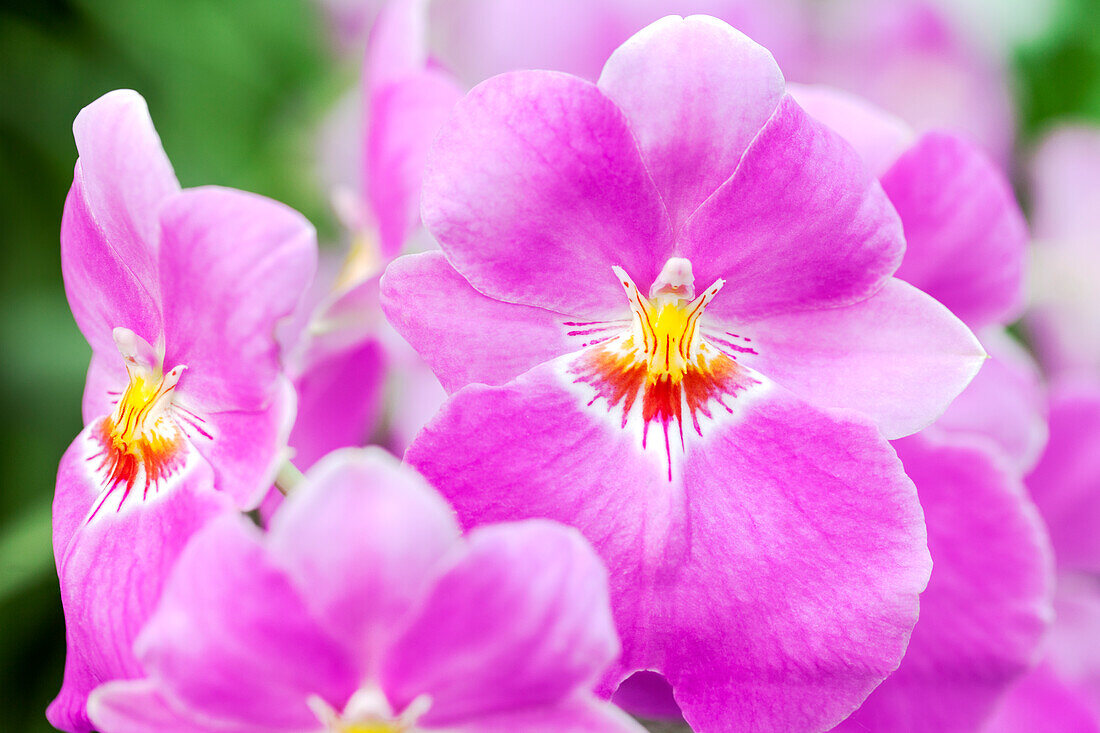 Miltoniopsis Satis