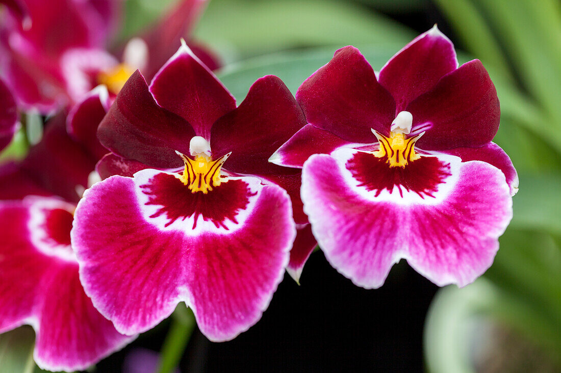 Miltoniopsis Hemuset