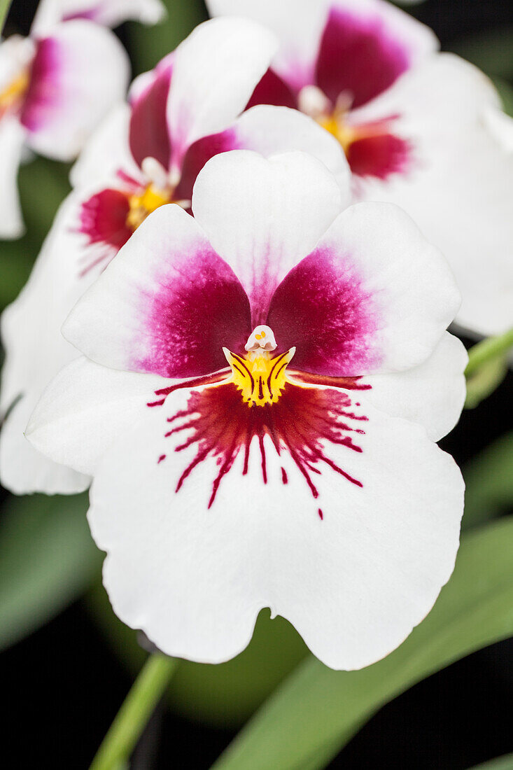 Miltoniopsis 'Sachmet'