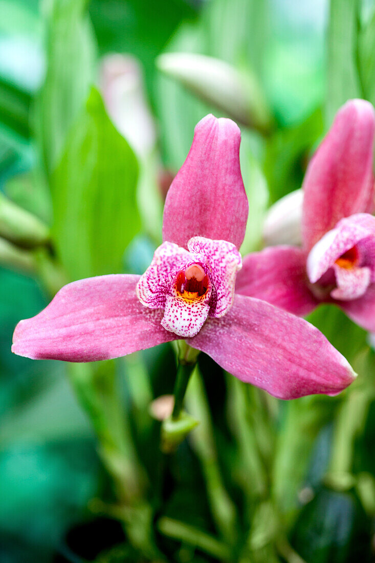 Lycaste aromatica