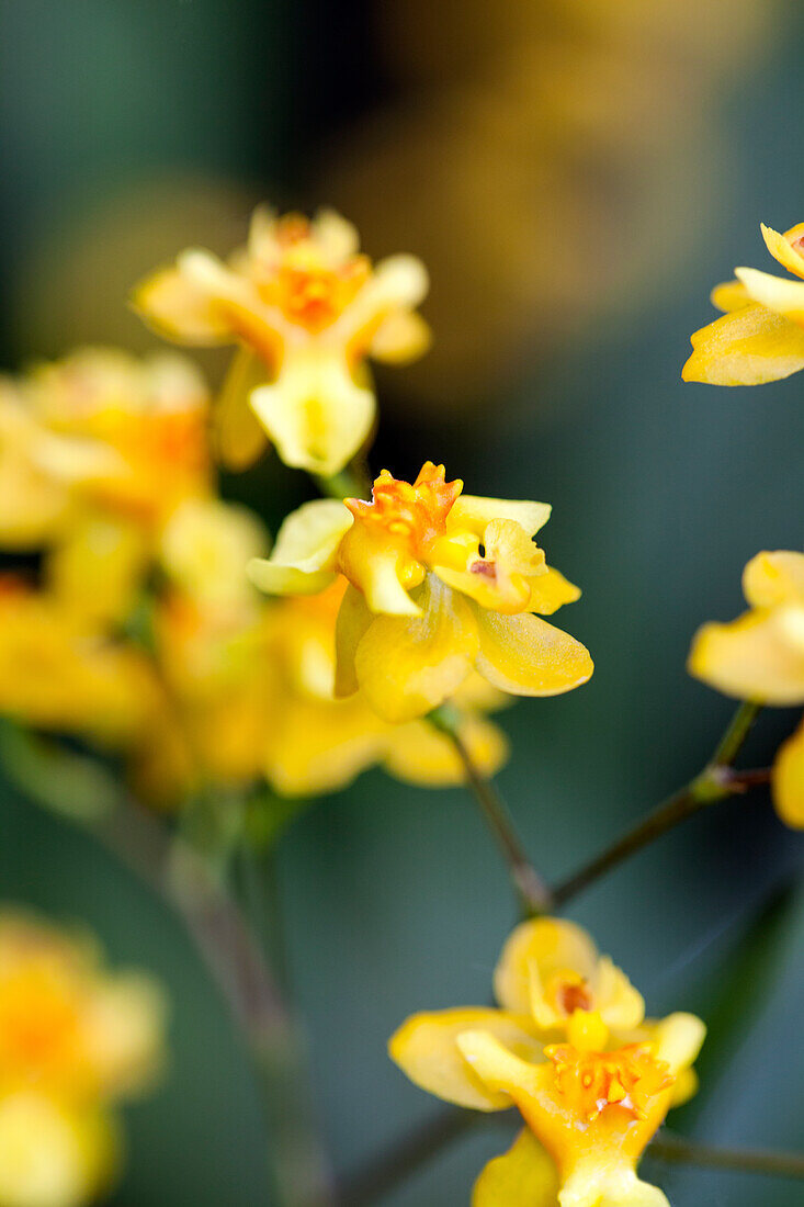 Oncidium 'Little Brilliants