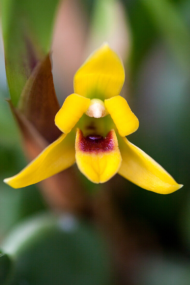 Maxillaria variabilis