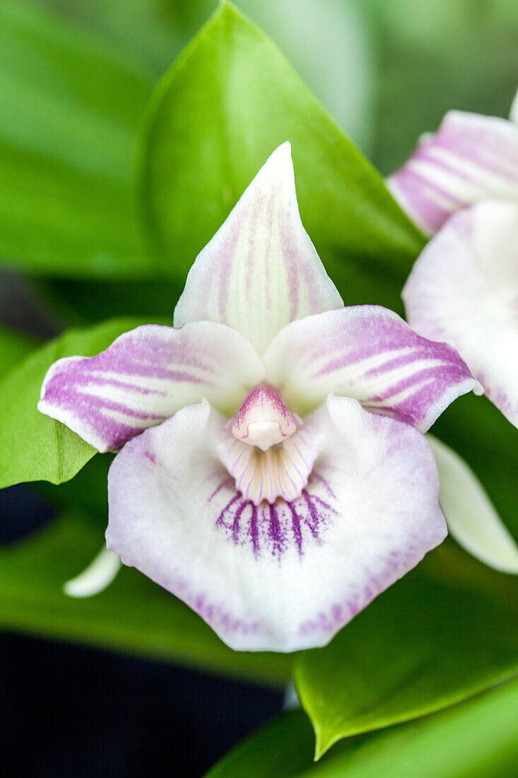 Cochleanthes amazonica