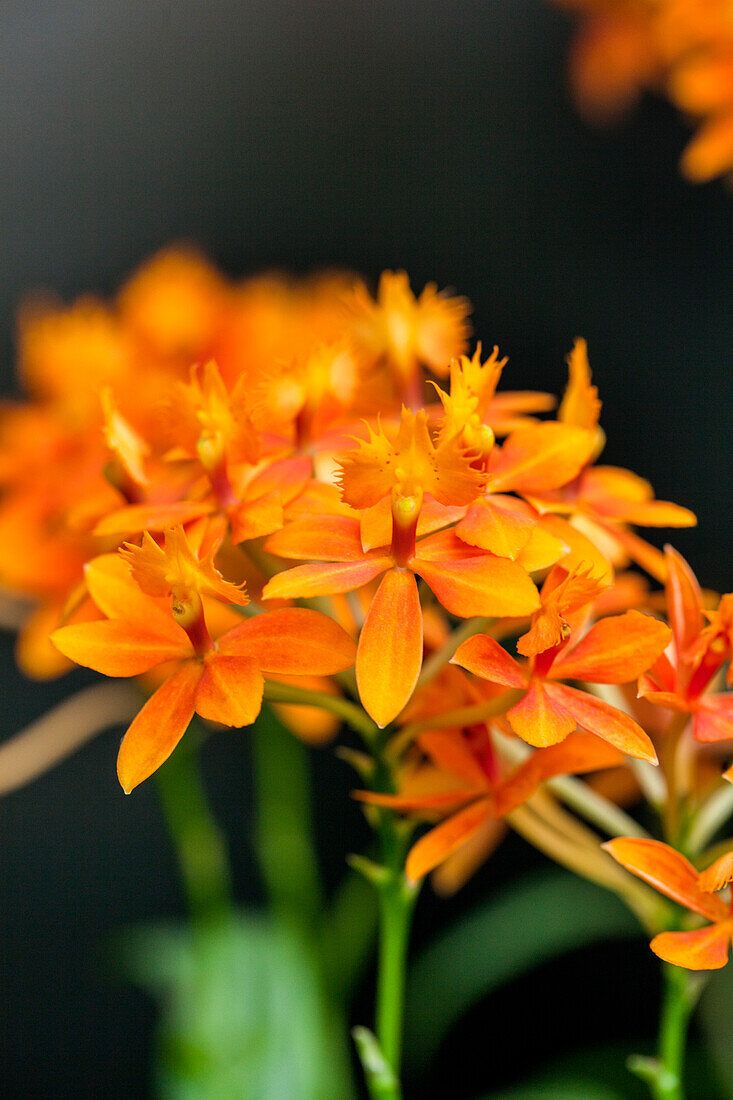 Epidendrum hugomedinae