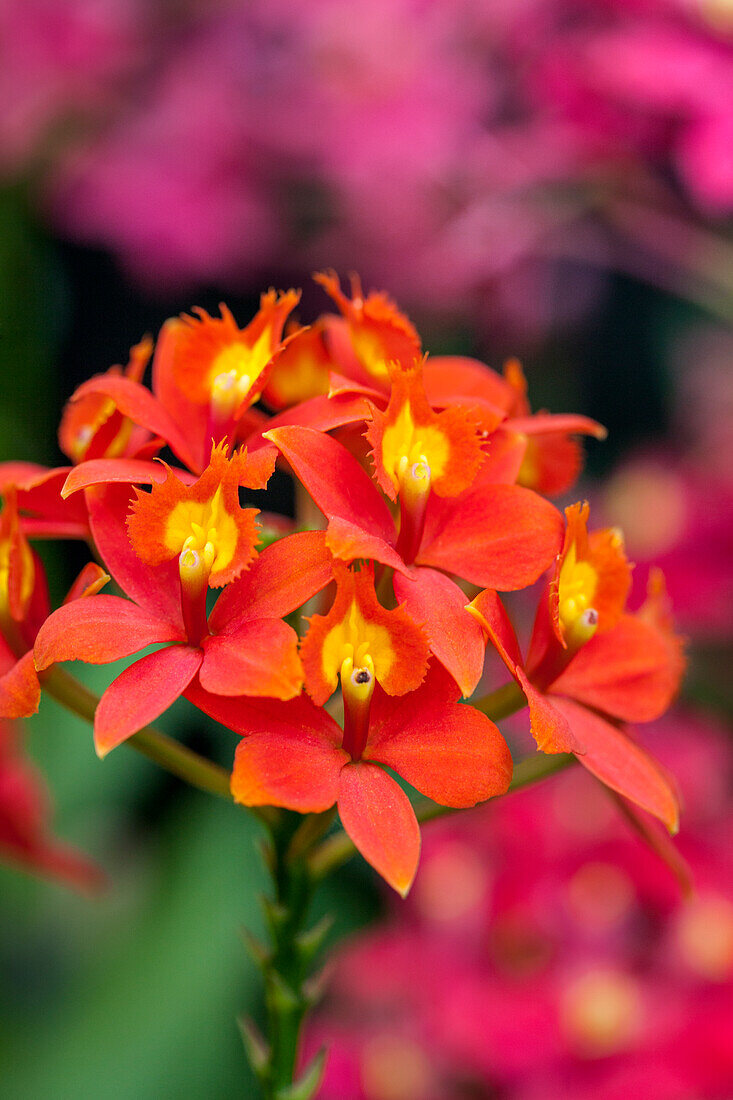 Epidendrum hugomedinae