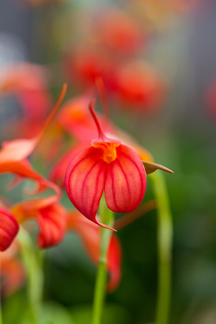 Masdevallia ignea