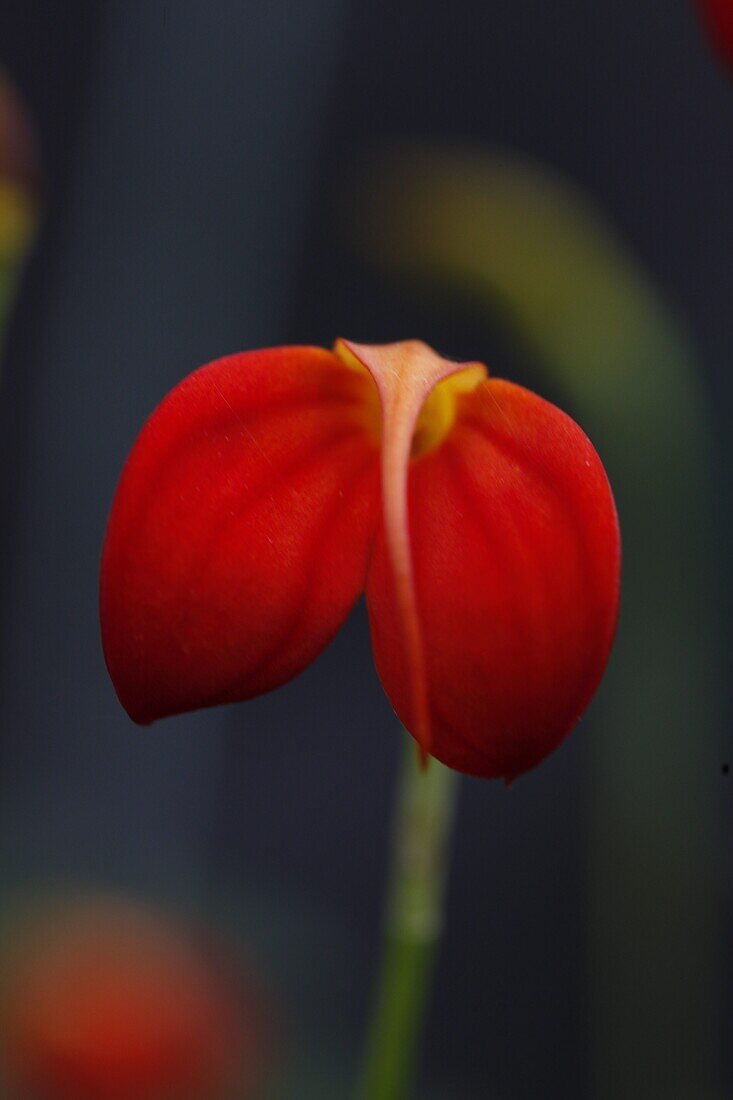 Masdevallia ignea