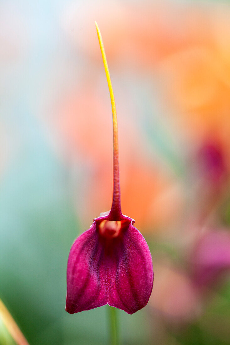 Masdevallia 'BellaVallia'®