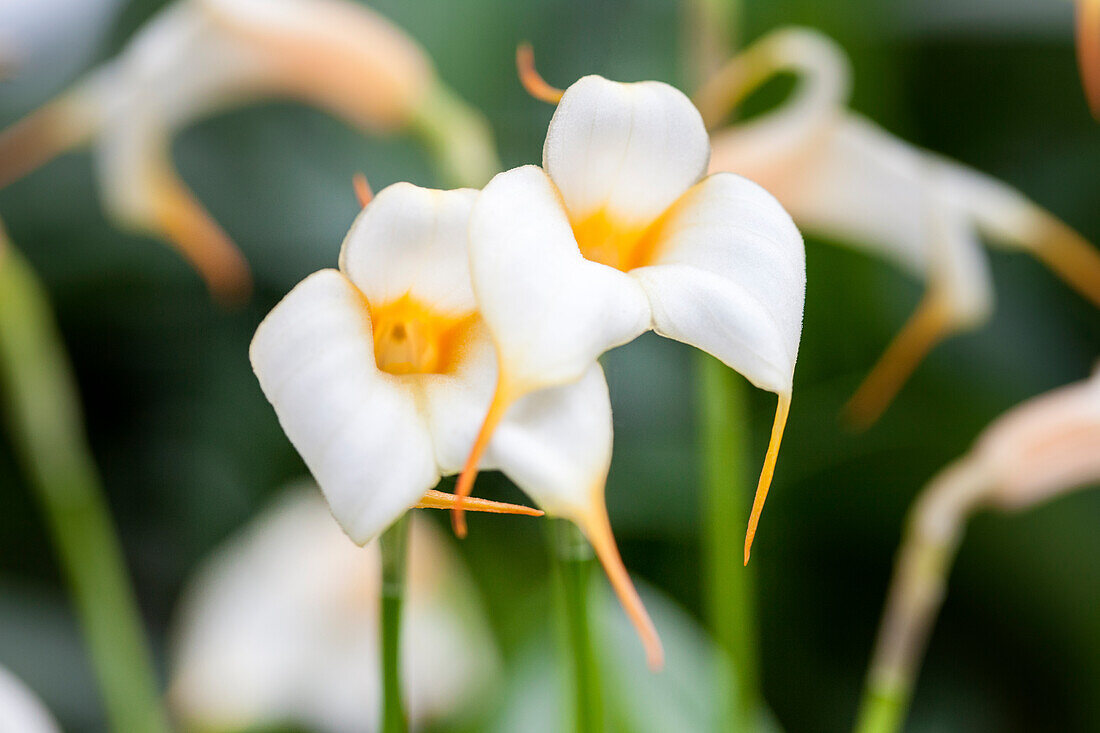 Masdevallia BellaVallia® 'Sheila', white