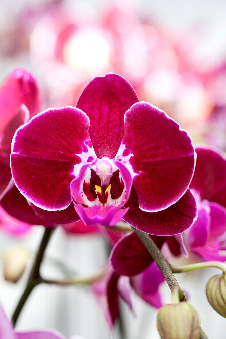 Phalaenopsis 'Sally 2'