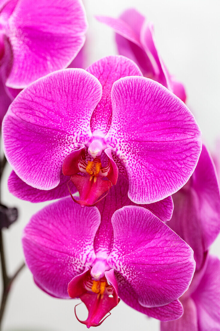 Phalaenopsis 'Traudel 4'