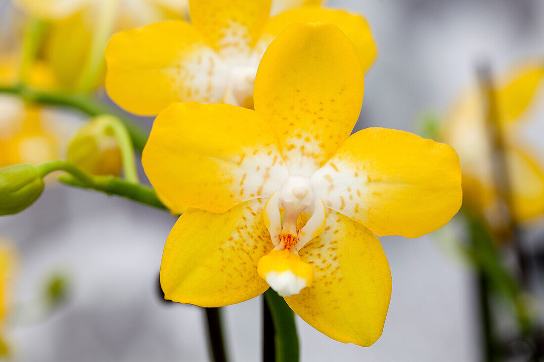 Phalaenopsis Goldie 6