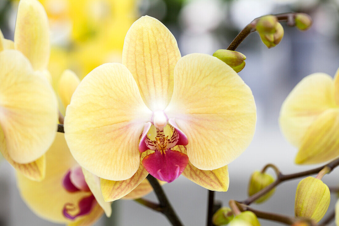 Phalaenopsis 'Fritzi 6'