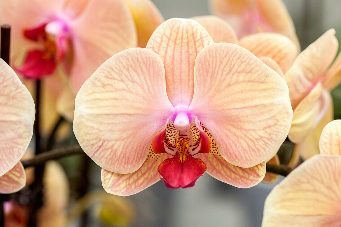 Phalaenopsis Summer 3