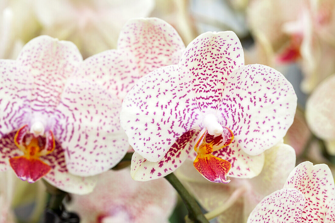 Phalaenopsis 'Cameron 2'