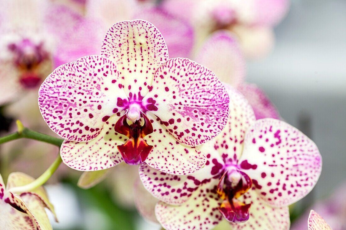 Phalaenopsis 'Cleopatra 4'