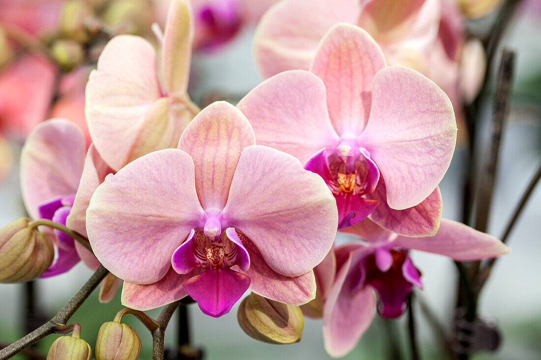 Phalaenopsis 'Fritzi 10'