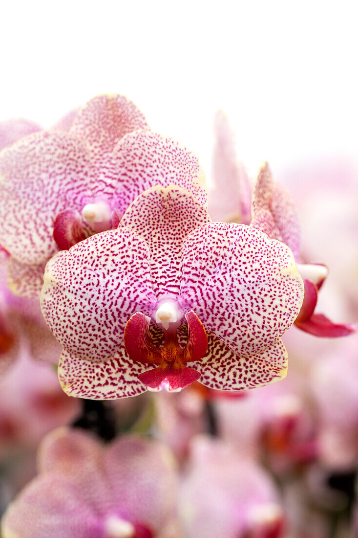 Phalaenopsis Mila 1