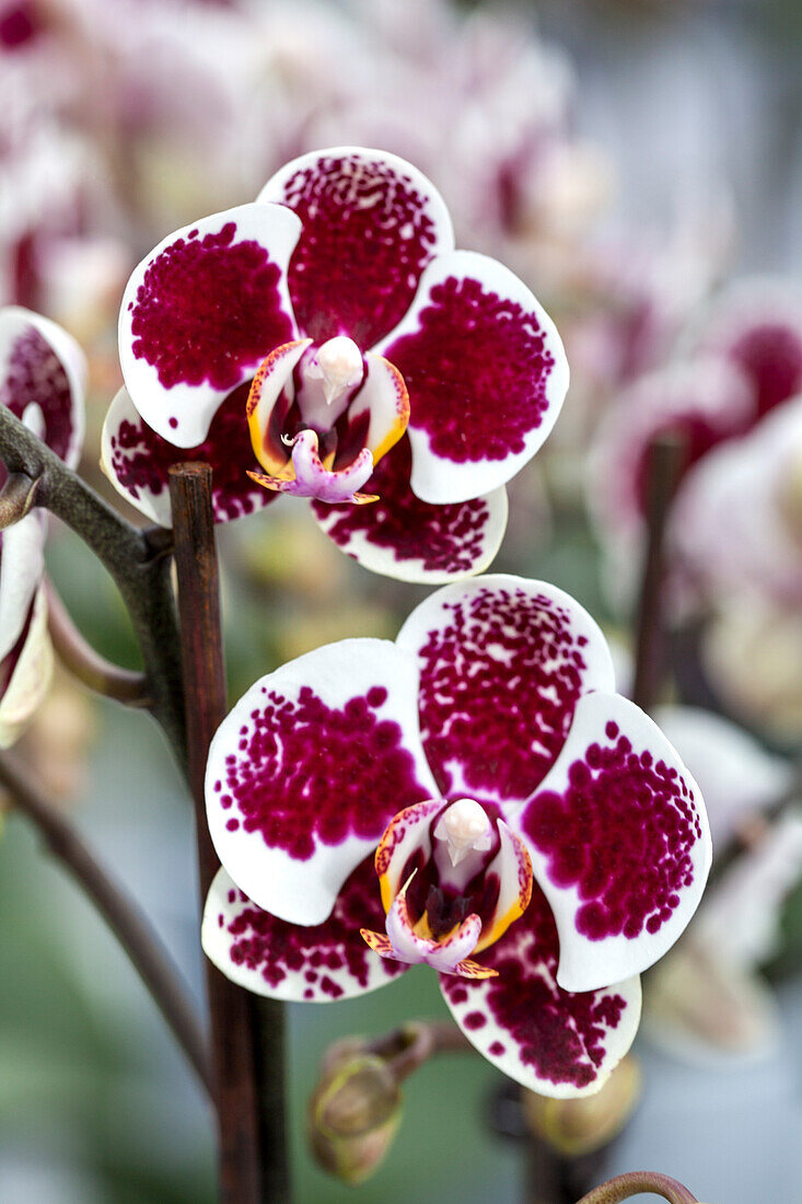 Phalaenopsis 'Carmen 11'