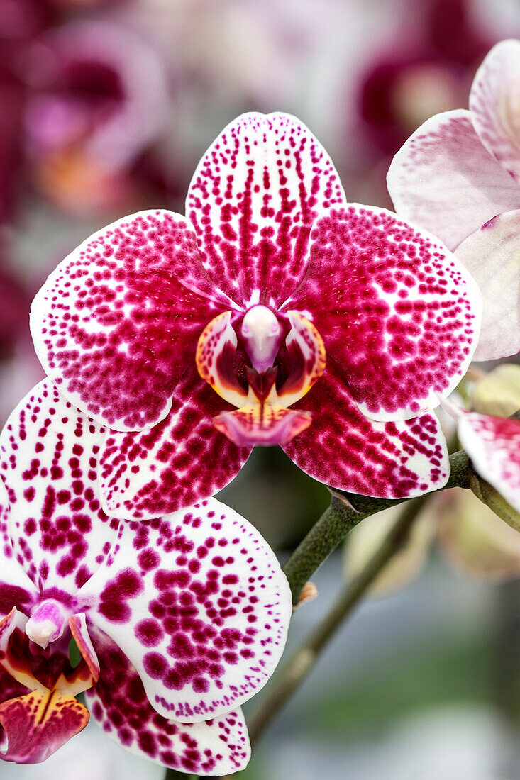 Phalaenopsis Carmen 14