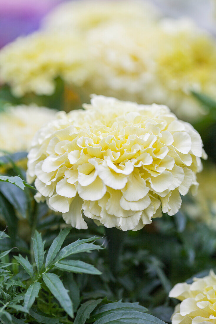 Tagetes erecta 'Vanilla'