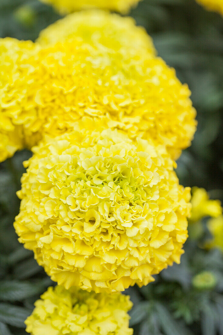 Tagetes erecta Marvel 'Yellow'