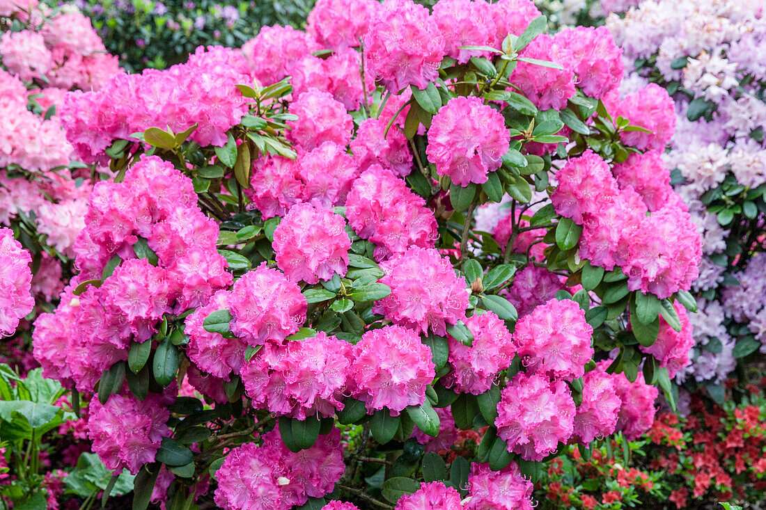 Rhododendron yakushimanum 'Polaris'.