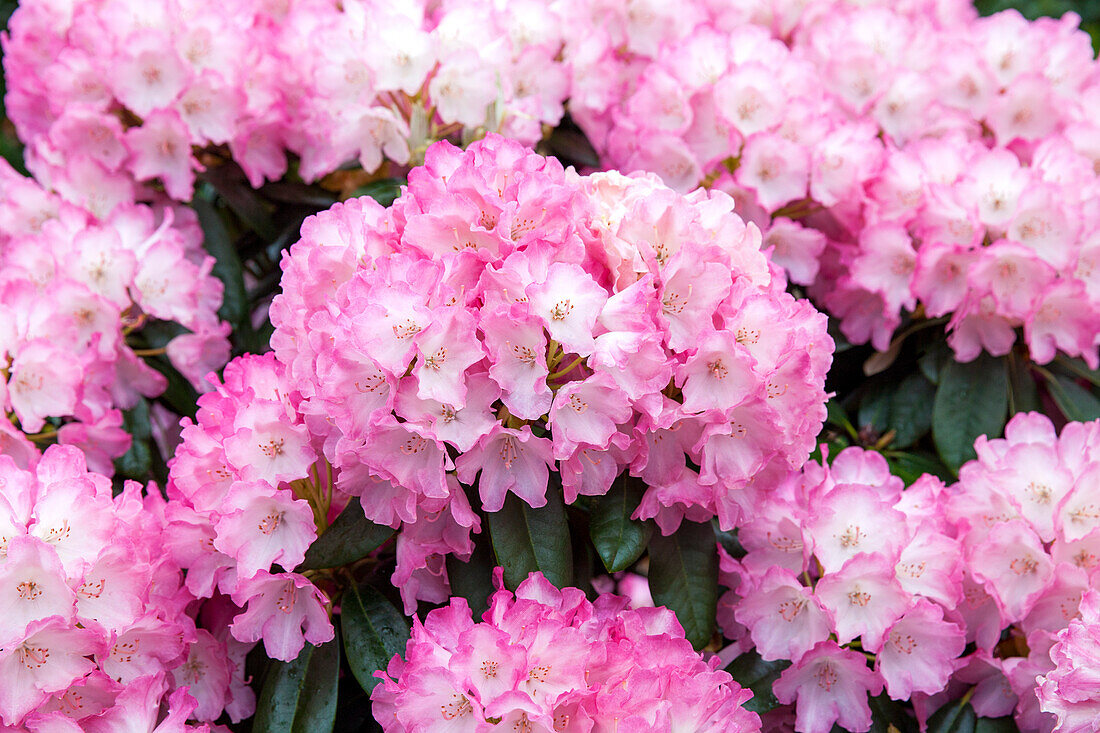 Rhododendron yakushimanum 'Fantastica'