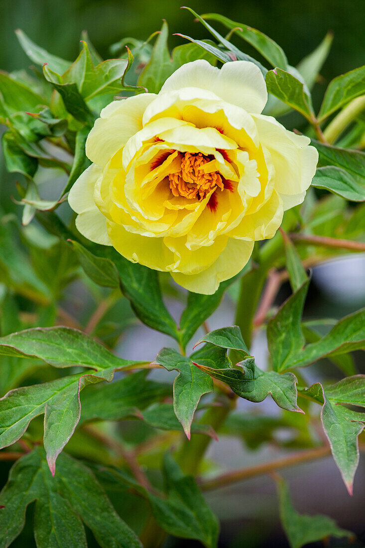 Paeonia x suffruticosa High Noon