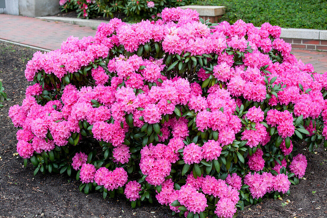 Rhododendron yakushimanum 'Helgoland'