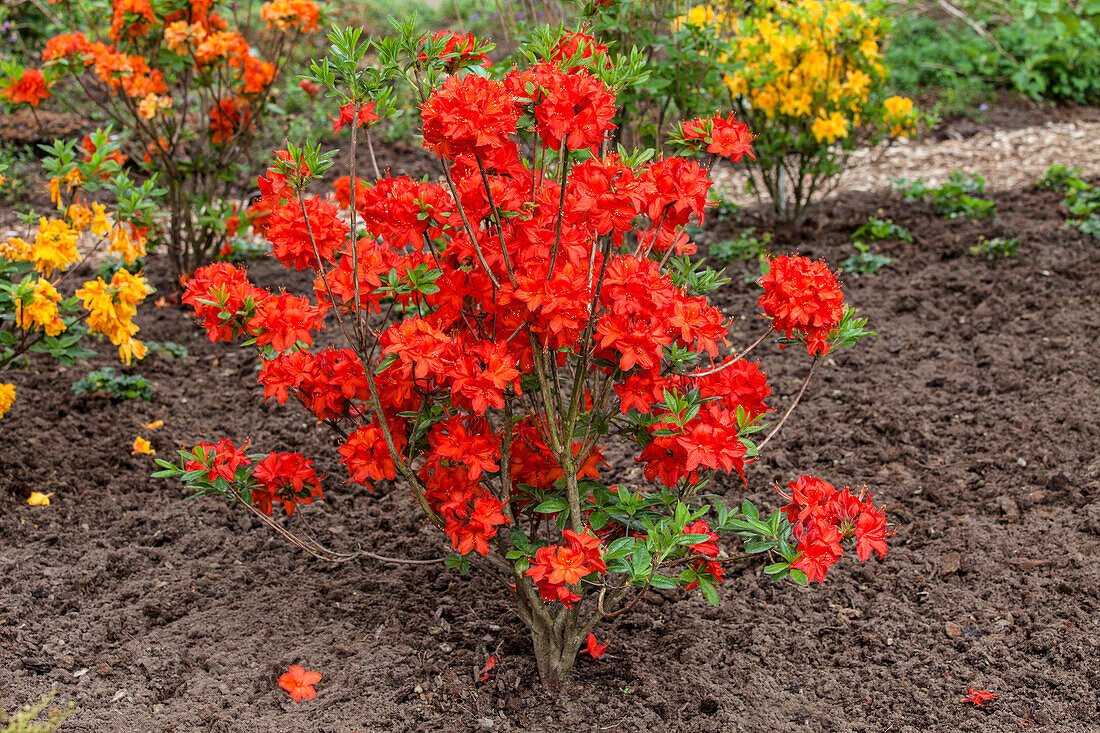 Rhododendron luteum 'Parkfeuer'