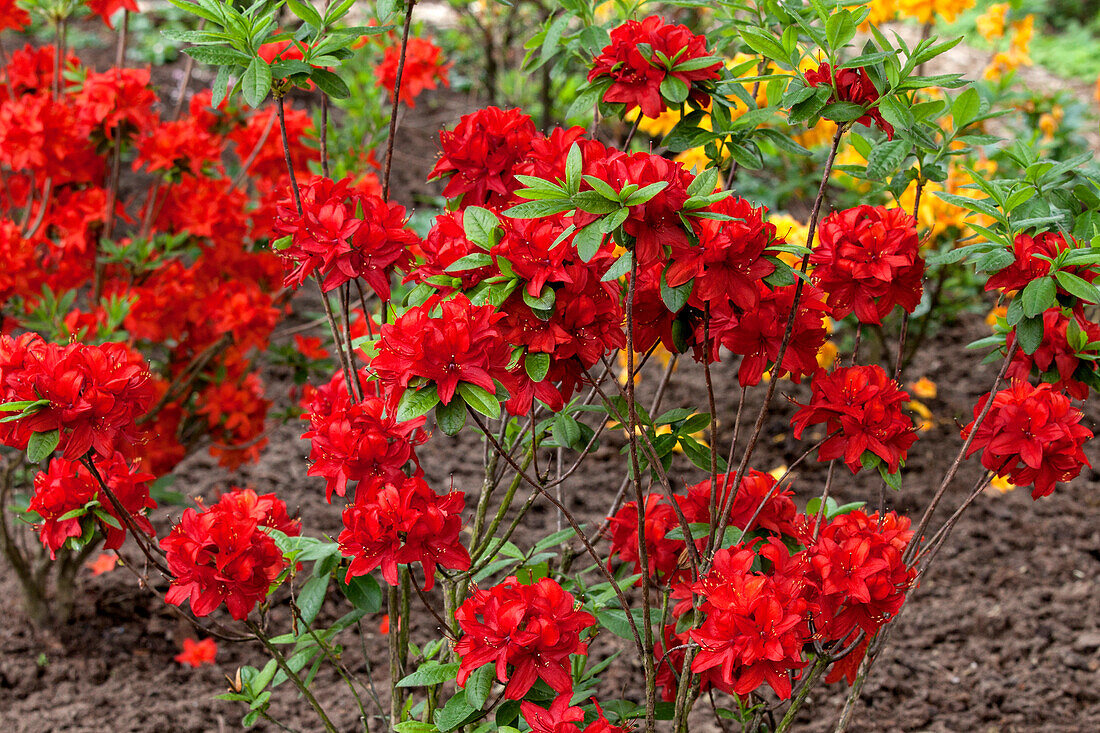 Rhododendron luteum 'Nabucco'