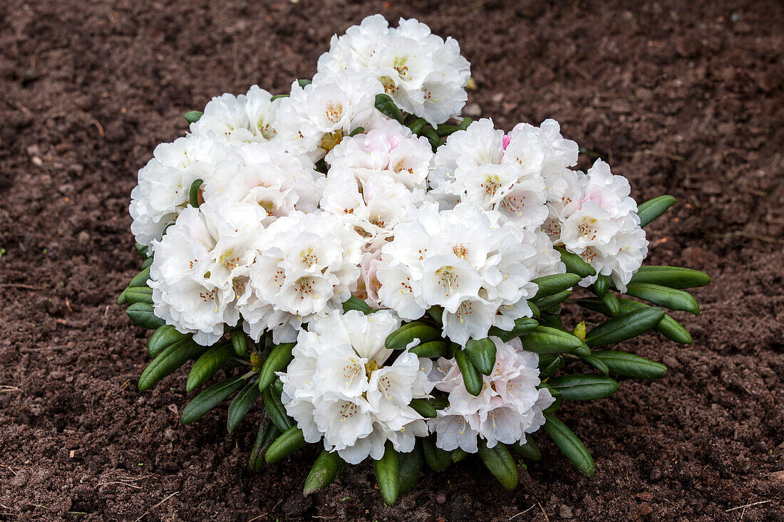 Rhododendron yakushimanum 'Edelweiß'