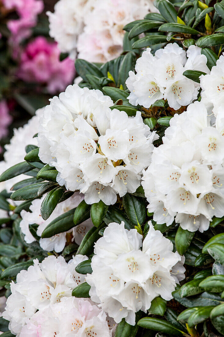 Rhododendron yakushimanum 'Koichiro Wada'