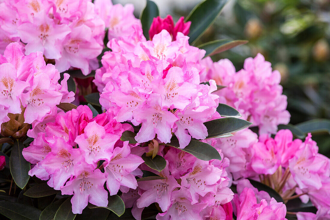 Rhododendron yakushimanum 'Pink Cherub'