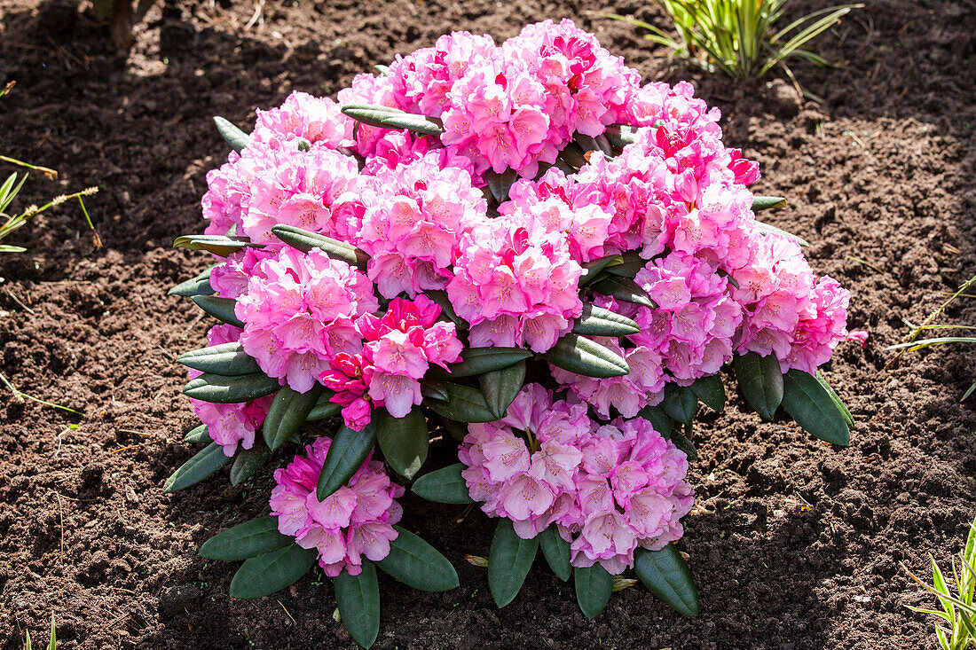 Rhododendron yakushimanum 'Polaris'