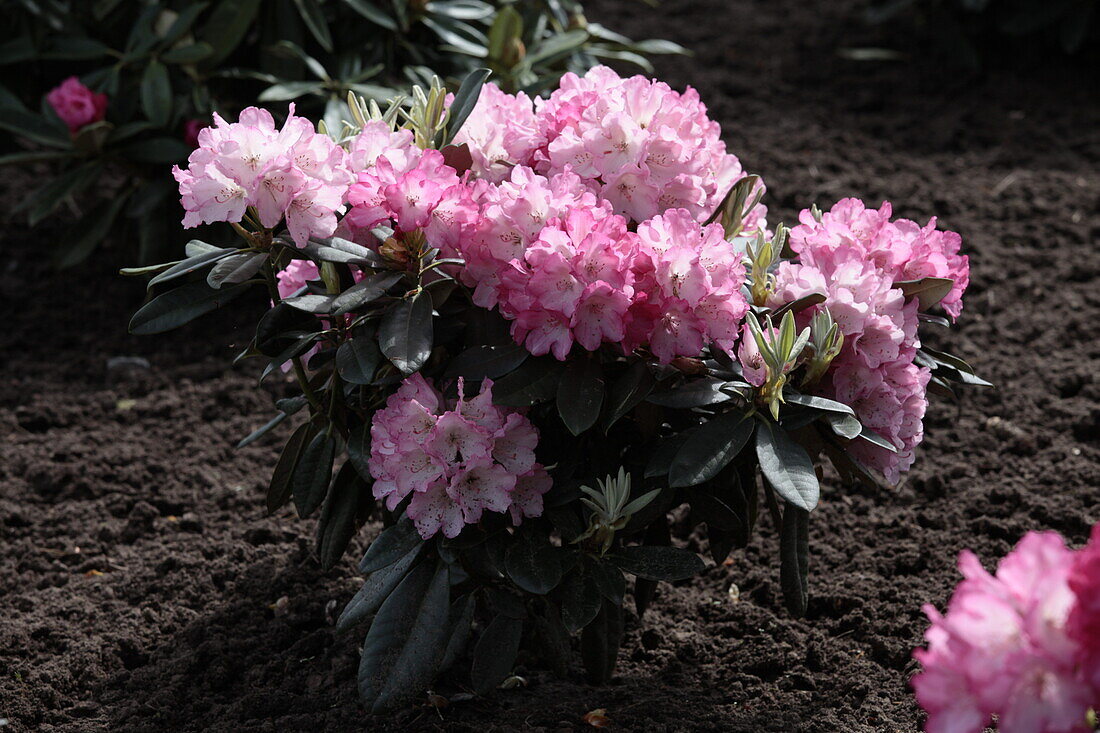 Rhododendron yakushimanum 'Fantastica'