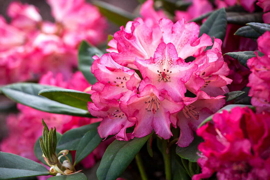 Rhododendron yakushimanum 'Beacons